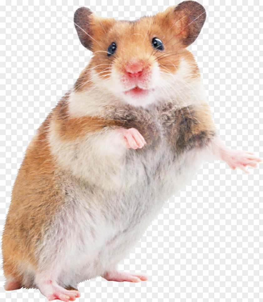 Rat Golden Hamster Gerbil Rodent PNG
