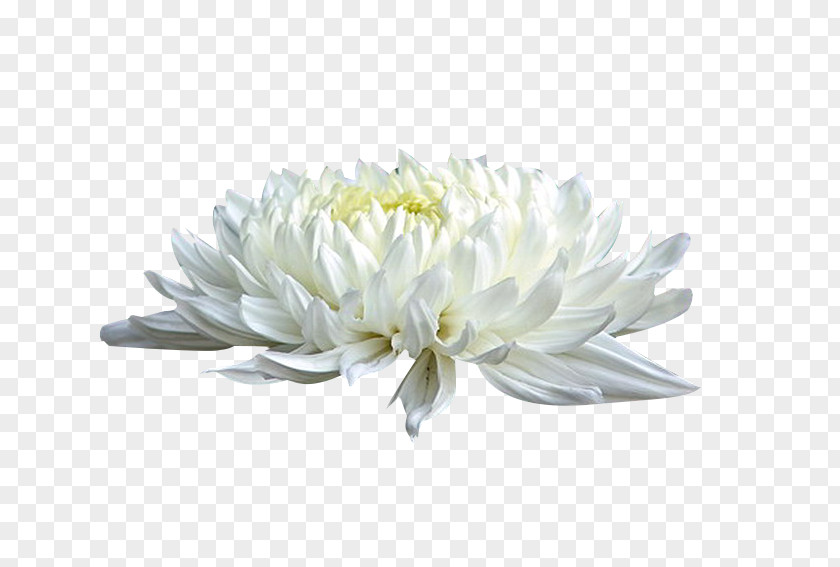 White Chrysanthemum Picture Material Xd7grandiflorum Cut Flowers PNG
