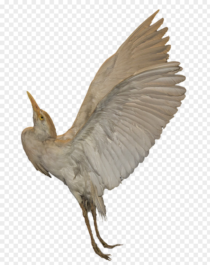 Bird DeviantArt Beak Artist PNG
