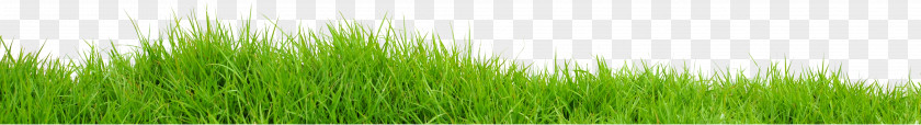 Field Transparent Image Vetiver Wheatgrass Green Commodity Plant Stem PNG