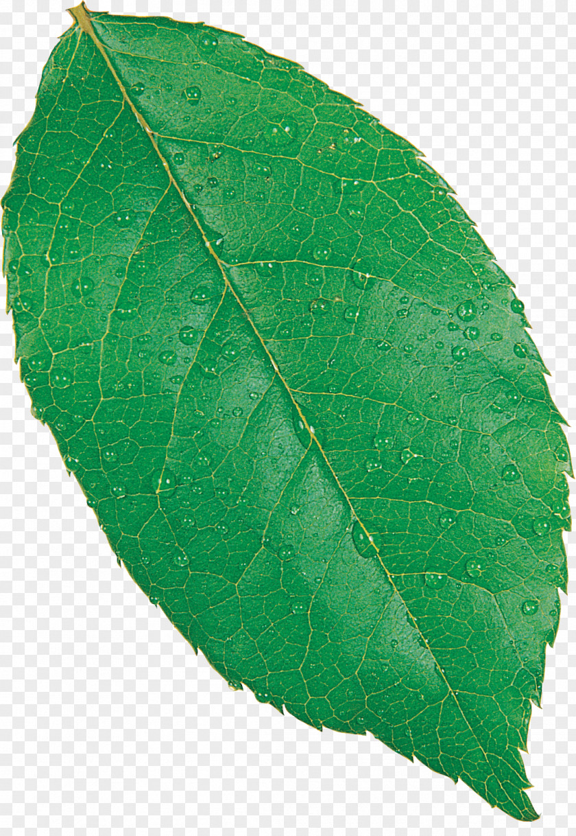 Leaf Maple Fagus Grandifolia European Beech Autumn Color PNG