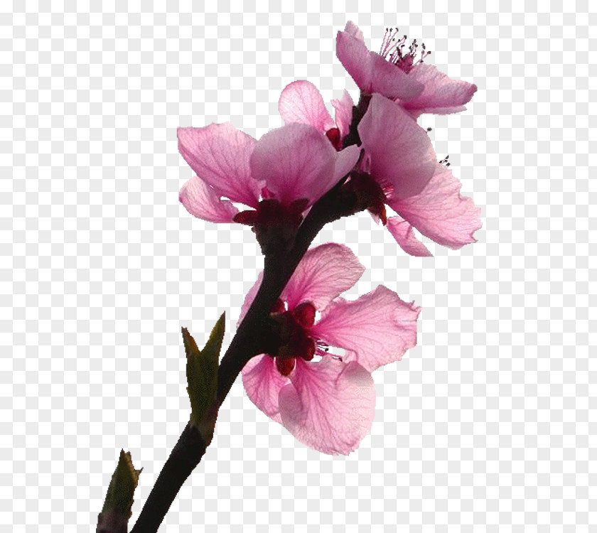 Peach Blossom Flower Gratis Euclidean Vector PNG