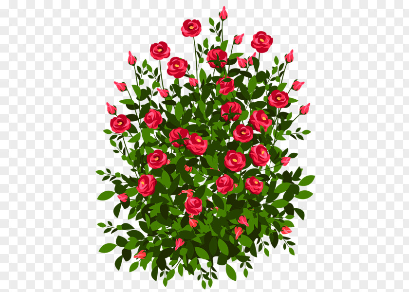 Red Bush Roses Drawing Shrub Clip Art PNG