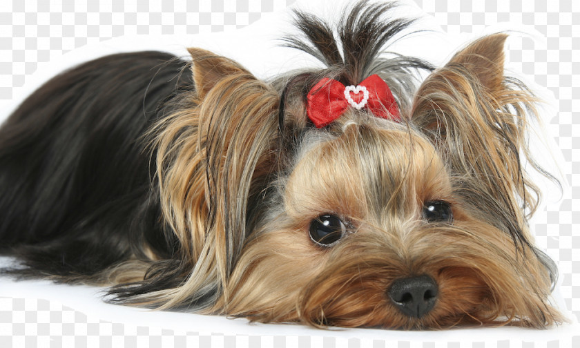 Yorkie Yorkshire Terrier Morkie Maltese Dog Puppy Biewer PNG