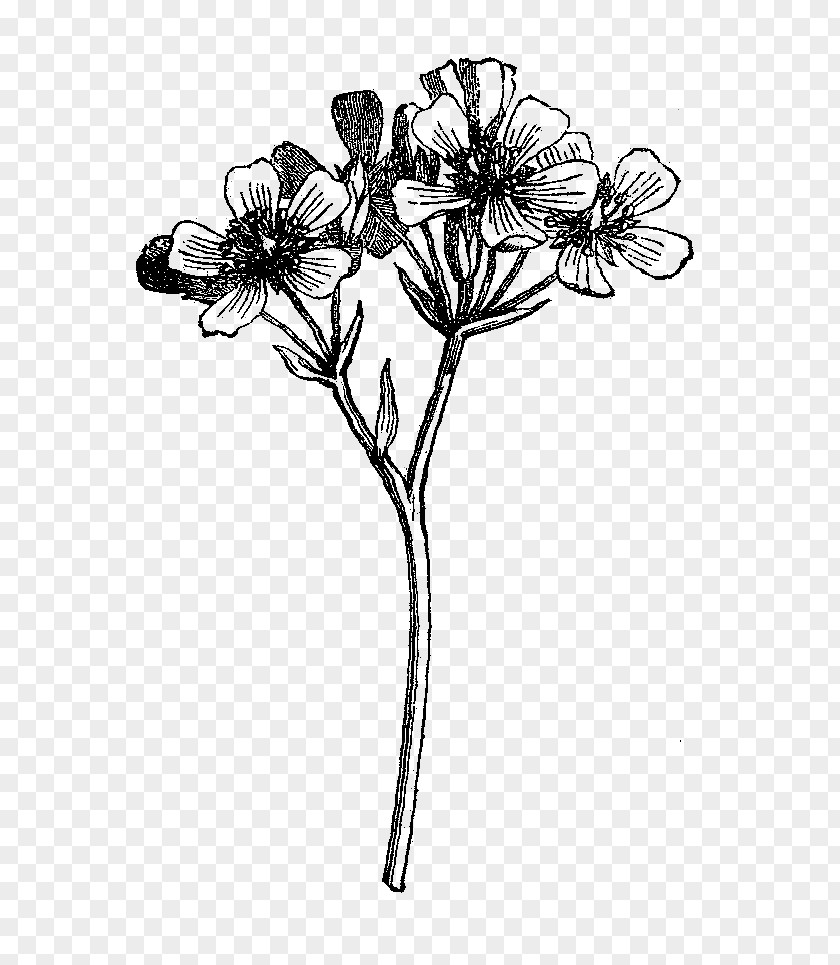 Botanical Flowers Black And White Wildflower Drawing PNG