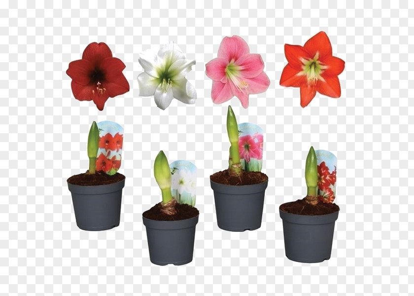 Houseplant Jersey Lily Amaryllis Flowerpot PNG