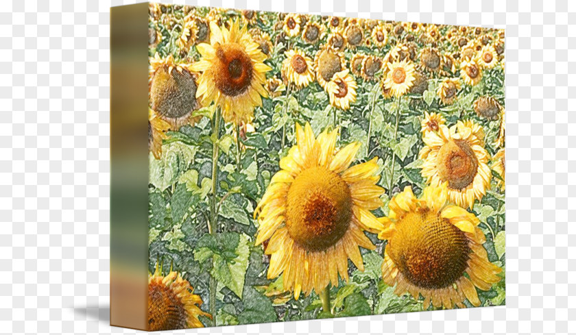 Sunflower Field Mug PNG
