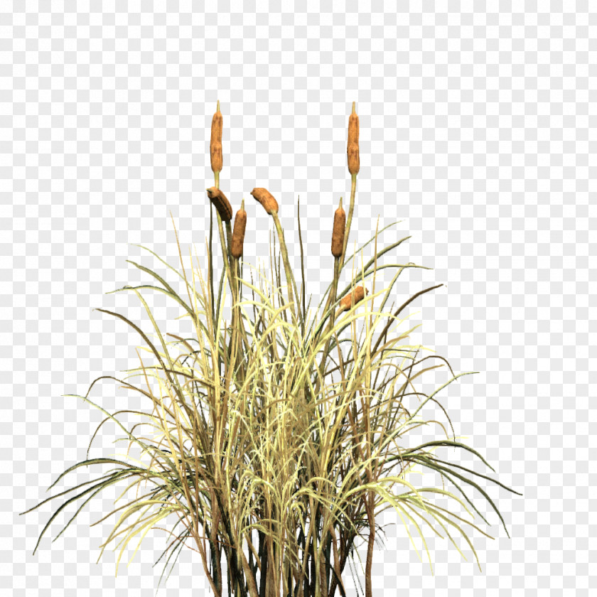 Cattail Silhouette Typha Cat Image Illustration Vector Graphics PNG