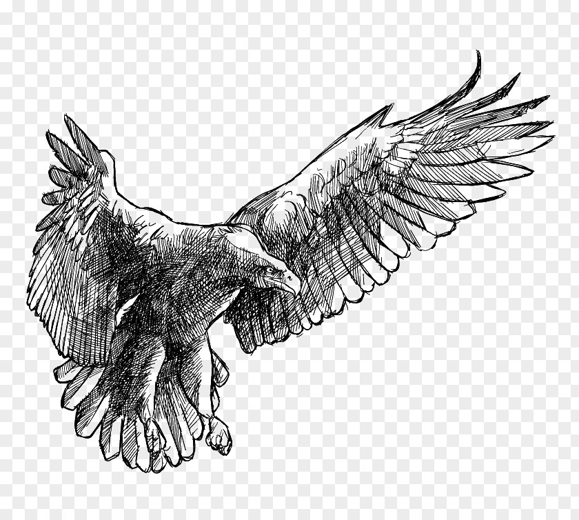 Eagle Wings Drawing PNG