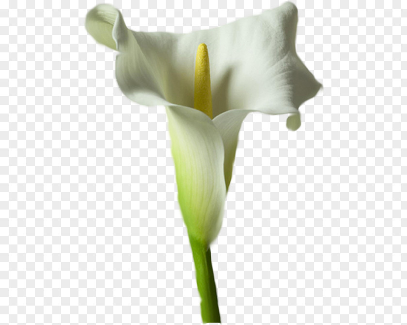 Flower Arum Lilies Arum-lily Lilium Tulip PNG