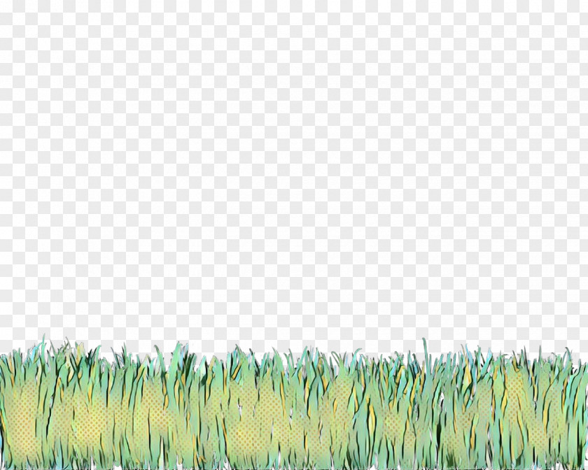 Lawn Meadow Grass Green Family Grassland Plant PNG