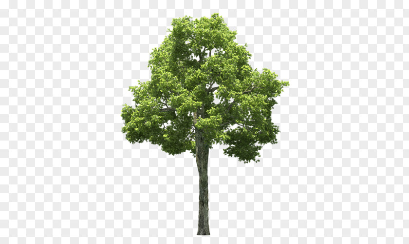 Tree Populus Alba Clip Art PNG