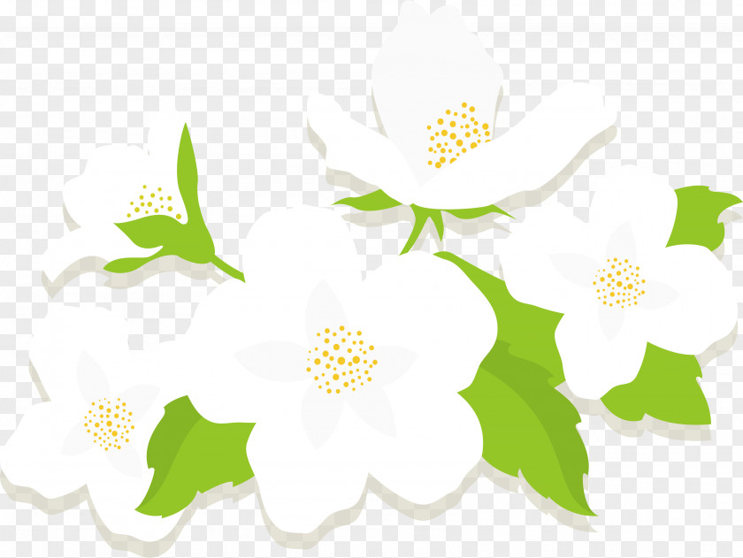White Flowers Jasmine Flower Euclidean Vector PNG
