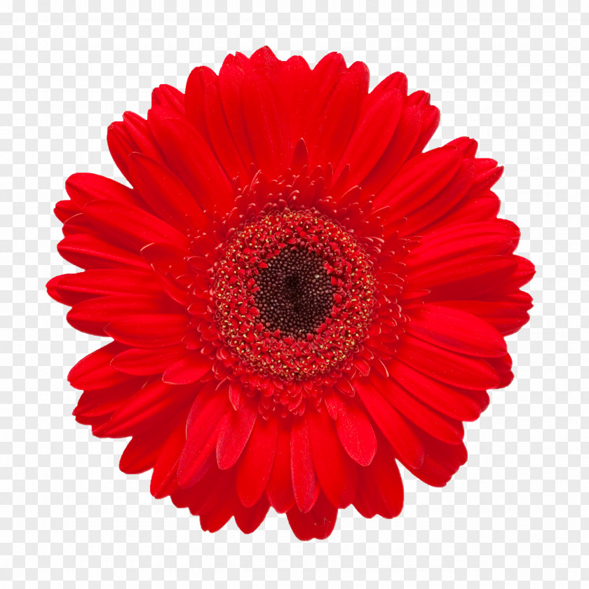 Beautiful Floral Pattern Material Gerbera Jamesonii Red Flower Stock Photography Daisy Family PNG