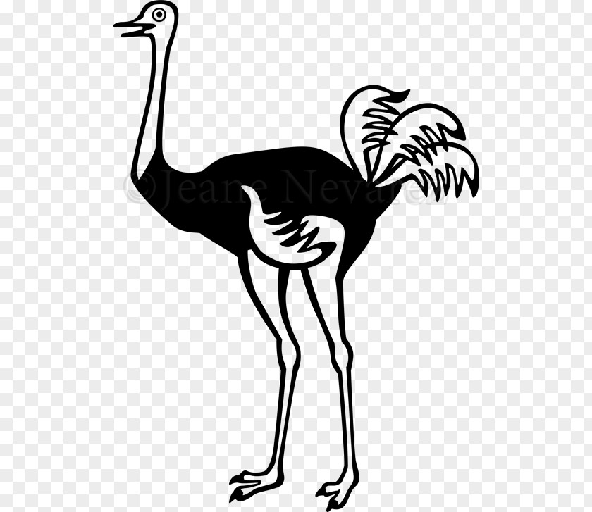 Bird Common Ostrich Photography PNG