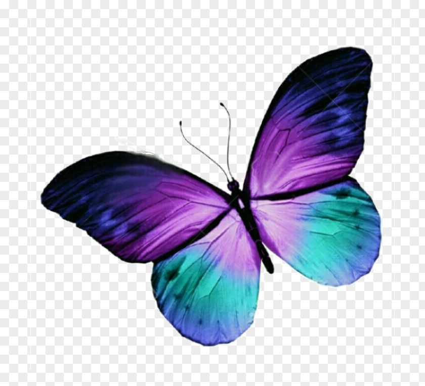 Butterfly Tattoo Purple Blue Clip Art PNG