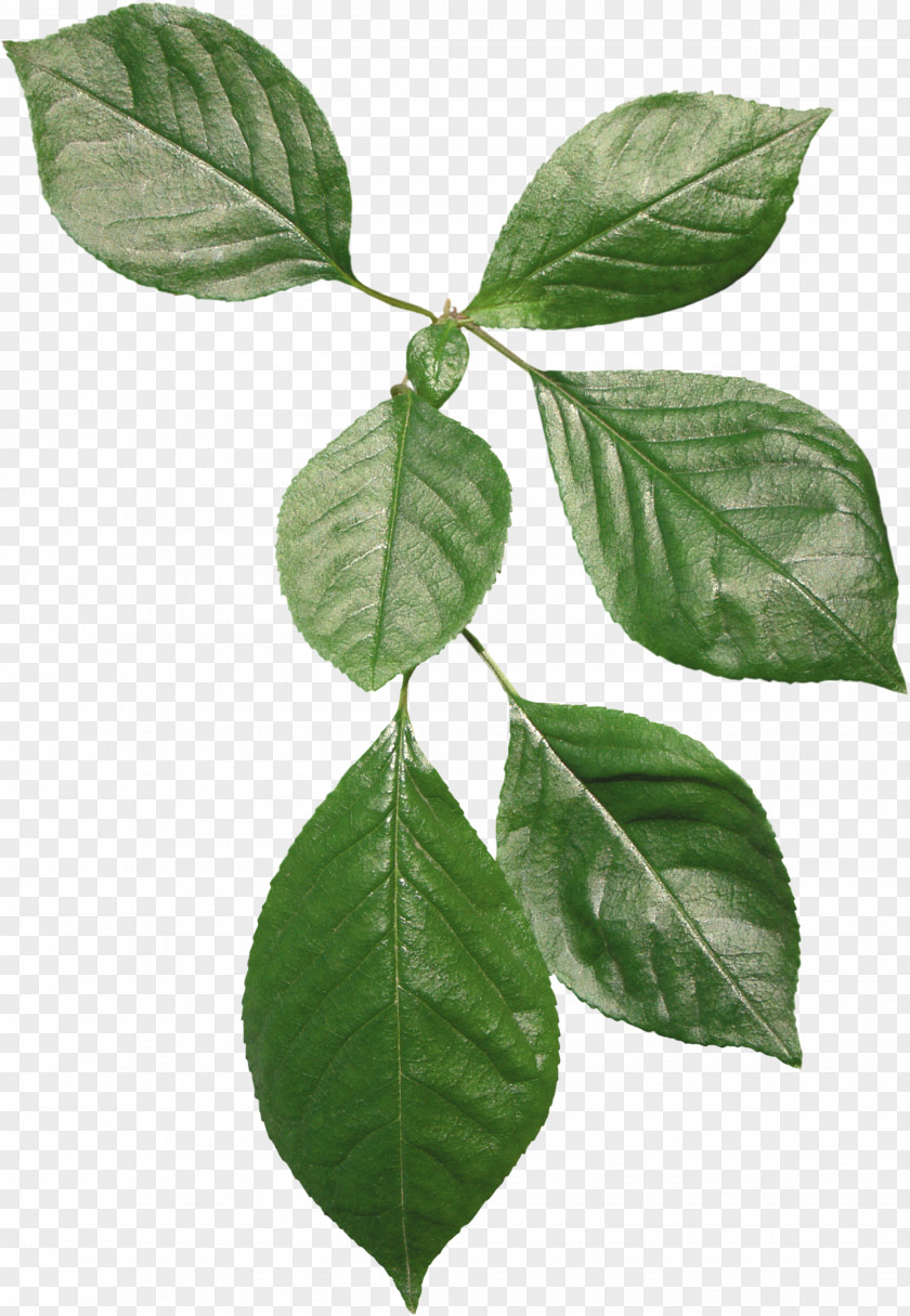 Coffee Beans Leaf Plant Stem Blog House Voting PNG