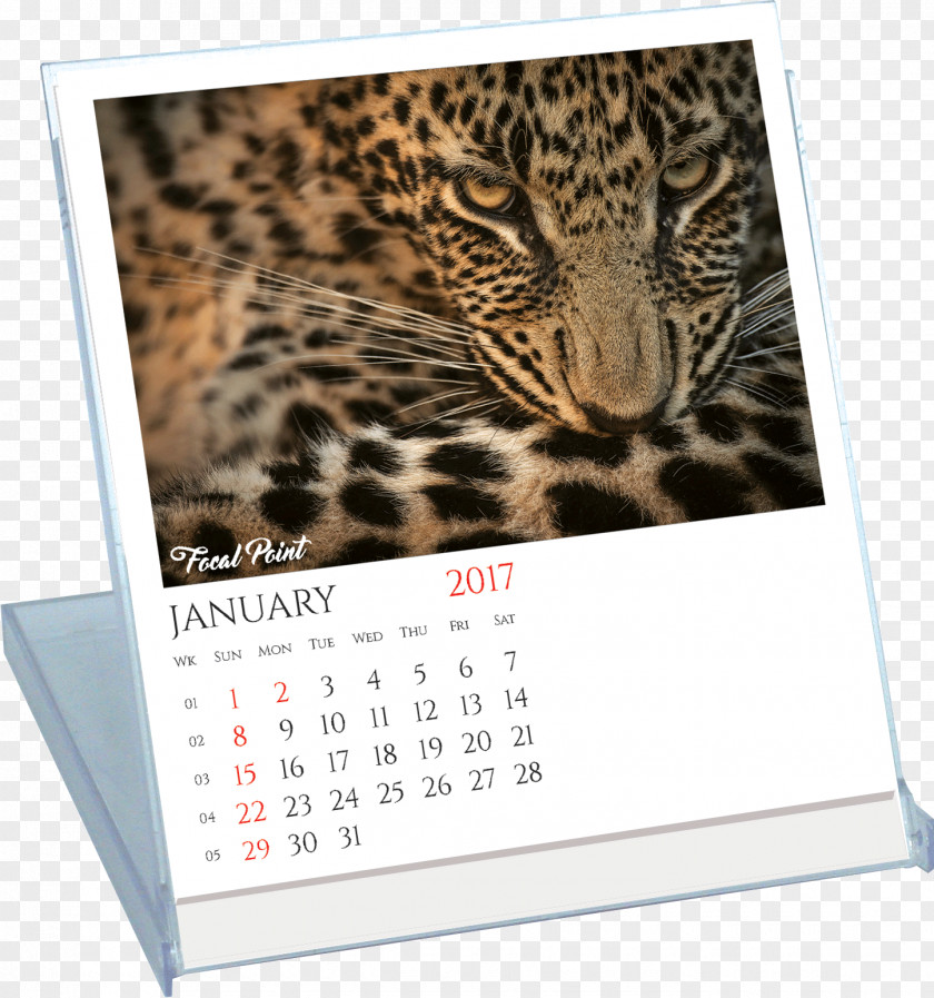 Leopard Jaguar Calendar Wildlife PNG