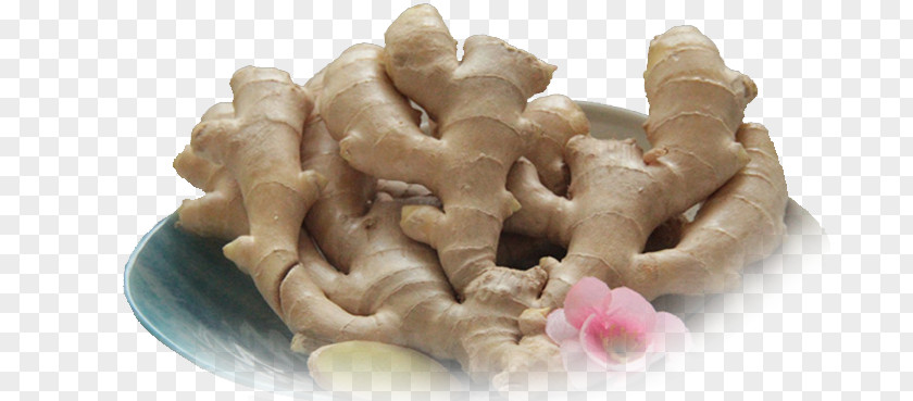 Disk Ginger Mengzi Food Chinese Herbology PNG
