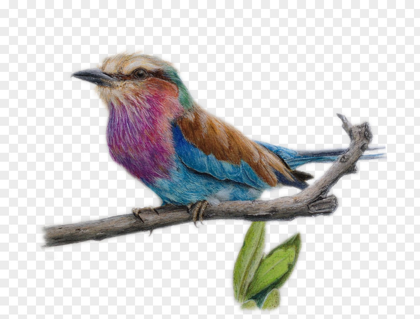 Bird Branches Cartoon Material Drawing Colored Pencil Watercolor Painting Sketch PNG