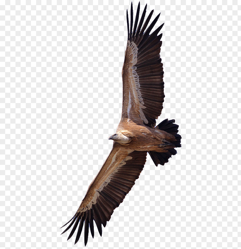 Bird Turkey Vulture King Griffon PNG