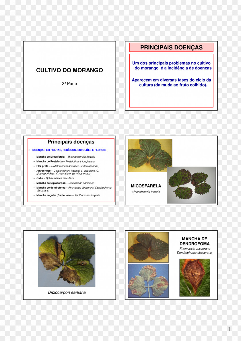 Morango Diplocarpon Organism Stain Brochure PNG