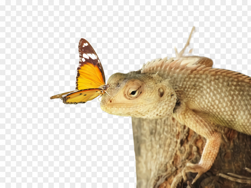 Moths And Butterflies Butterfly Insect Reptile Dragon Lizard PNG