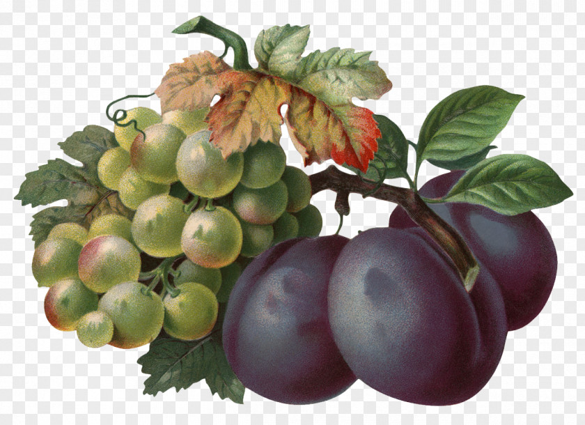 Plum Common Grape Clip Art PNG
