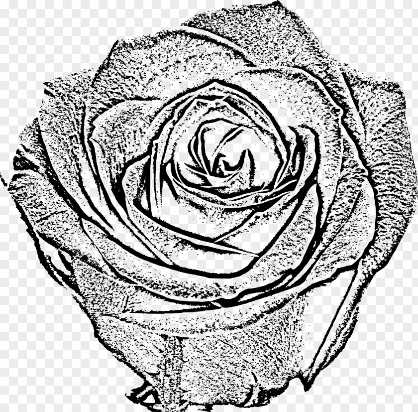 Rose Garden Roses Black And White Drawing Sketch PNG
