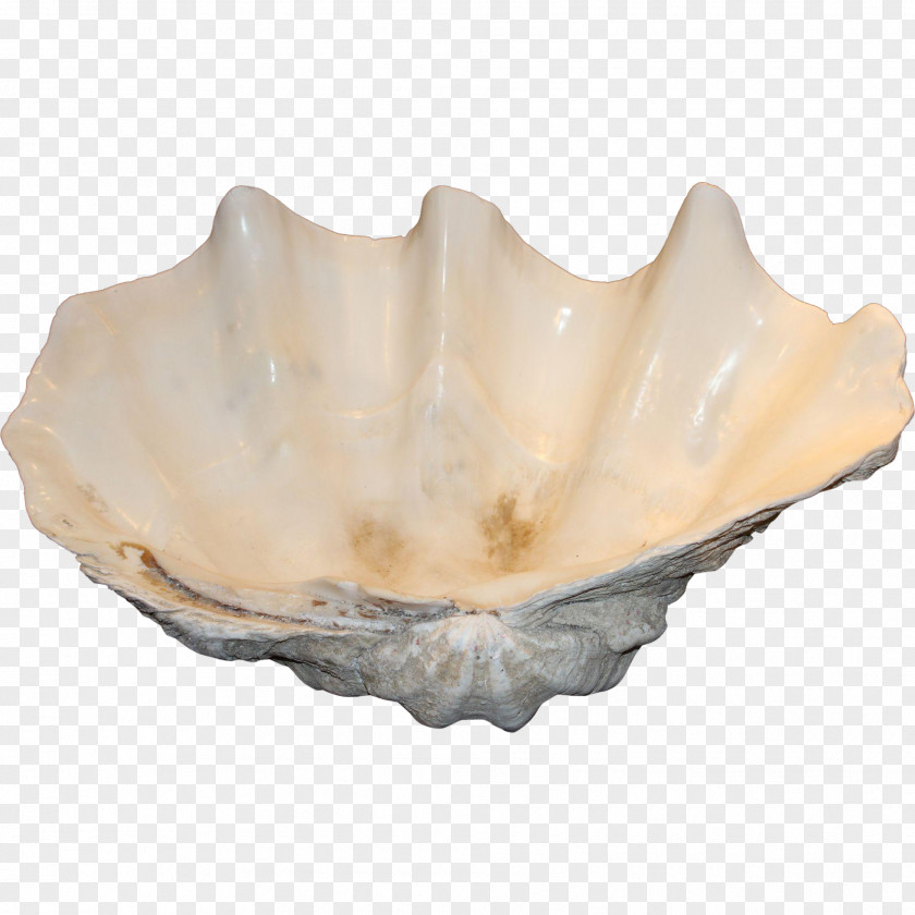 Seashell Clam Soap Dishes & Holders Mussel Oyster Tableware PNG