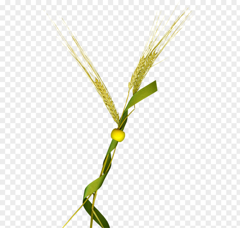 Wheat Euclidean Vector Icon PNG