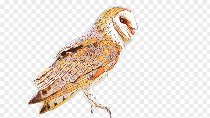 Barn Owl Bird Beak Of Prey PNG