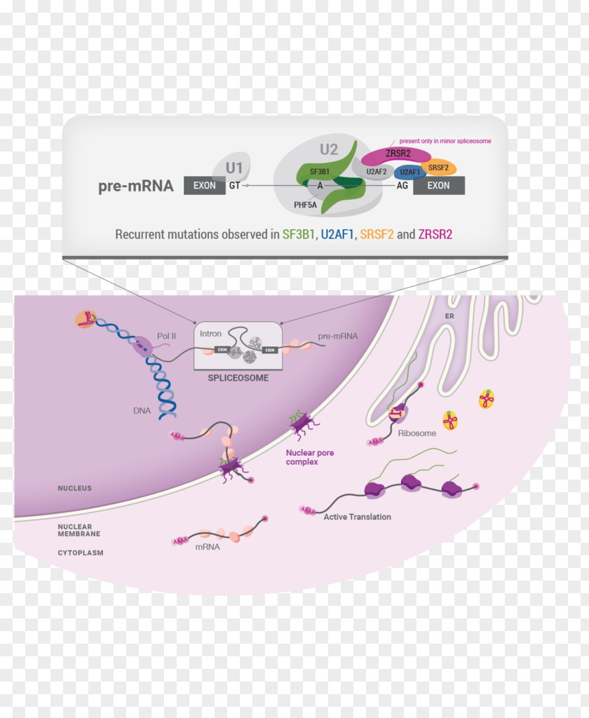 Biomedicine Cell Physiology Transformation Genome PNG
