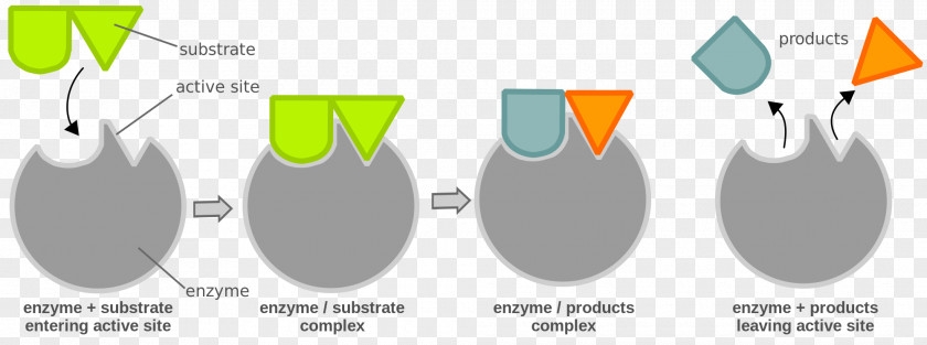 Chemical Reaction Enzyme Substrate Catalysis PNG