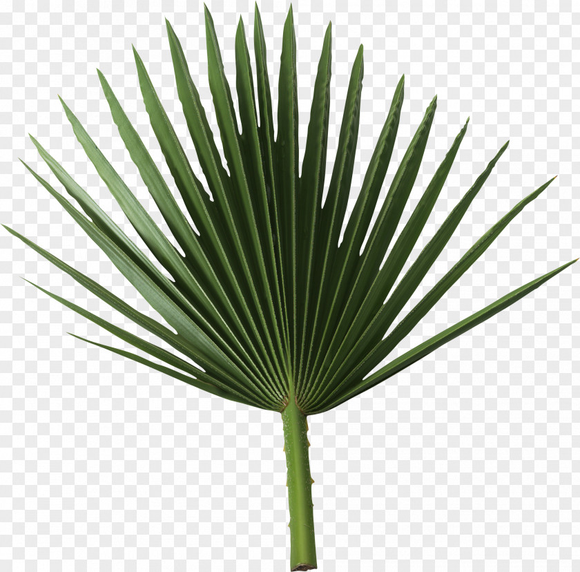 Date Palm Arecaceae Sabal Branch Frond Leaf PNG