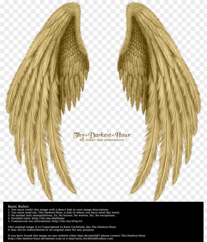 Wing,Angel Wings,Real Drawing Bird Butterfly Angel Wing PNG