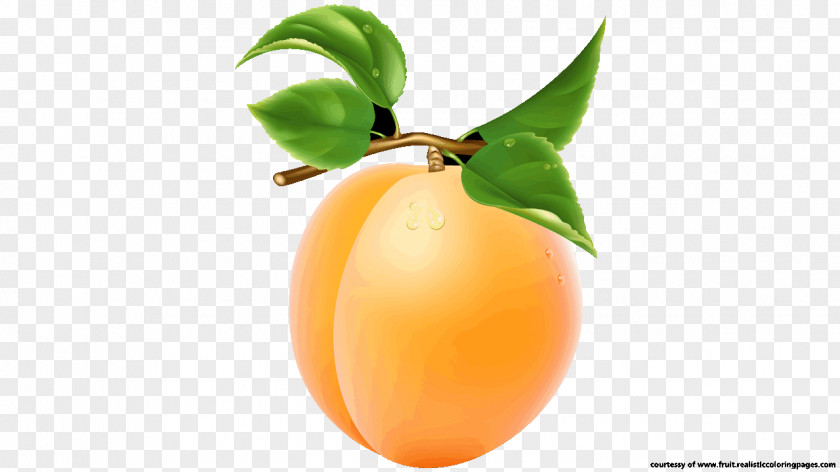 Apricot Fruit Food Clip Art PNG