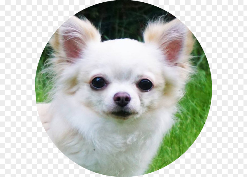 Chihuahua Pomeranian Tibetan Spaniel Chinese Imperial Dog Breed PNG