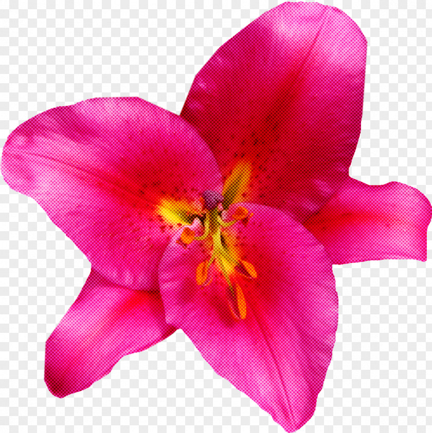 Flower Petal Pink Plant Magenta PNG