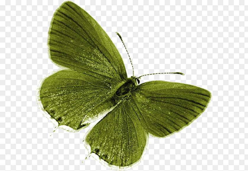 Butterfly Nymphalidae Clip Art PNG