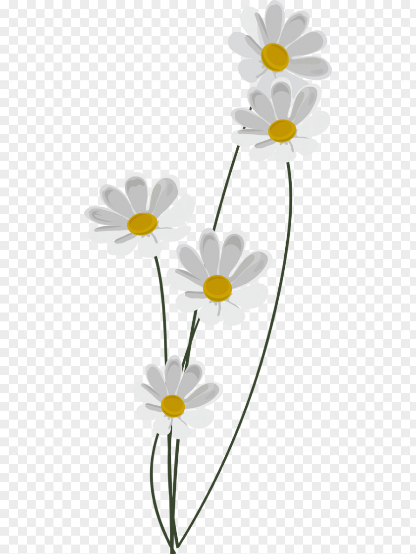 Chamomile Common Daisy Information Clip Art PNG