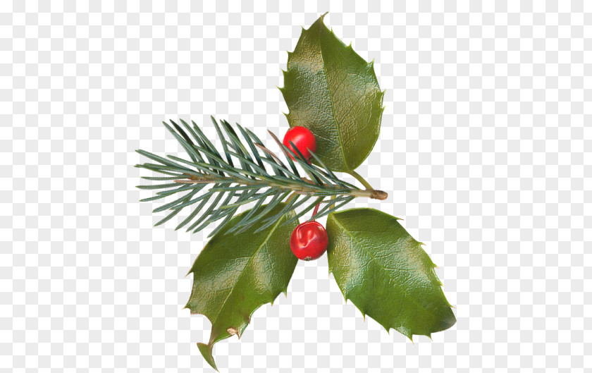 Christmas Holly Aquifoliales Clip Art PNG