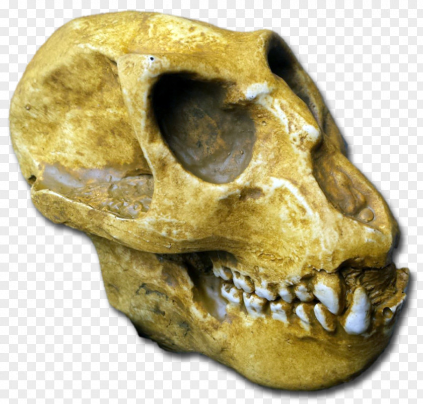 Fossils Primate Tautavel Man Mesopithecus Fossil PNG