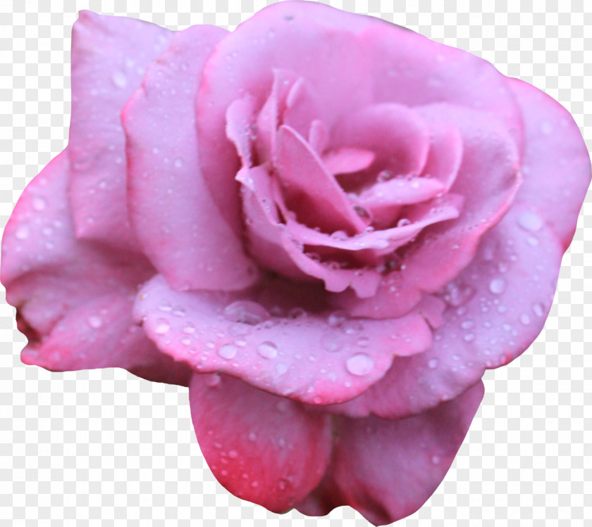 Rose Beach Flower Petal Pink PNG