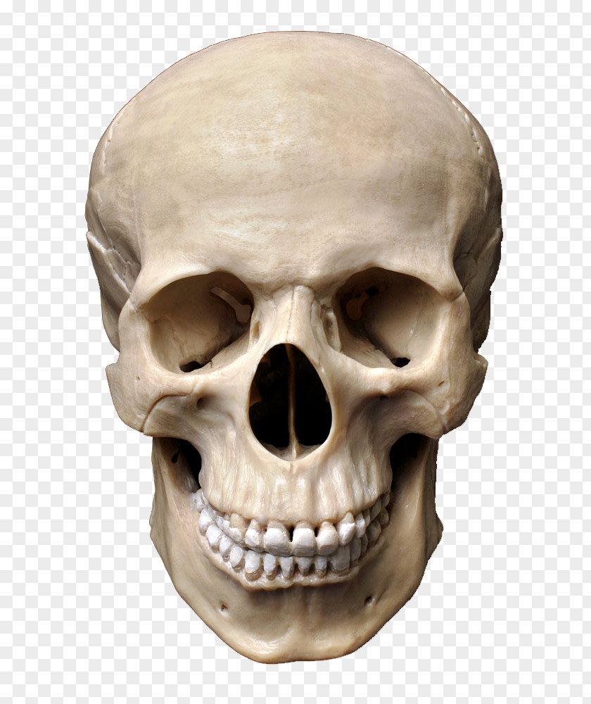 Skull Human Skeleton Stock Photography Homo Sapiens Bone PNG