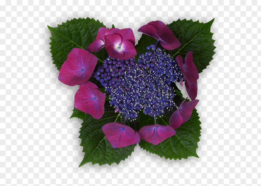 Violet Hydrangea Red Lilac Petal PNG