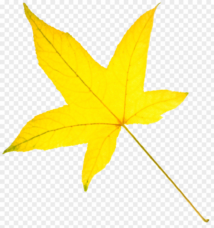 Yellow Leaves American Sweetgum Autumn Leaf Color PNG