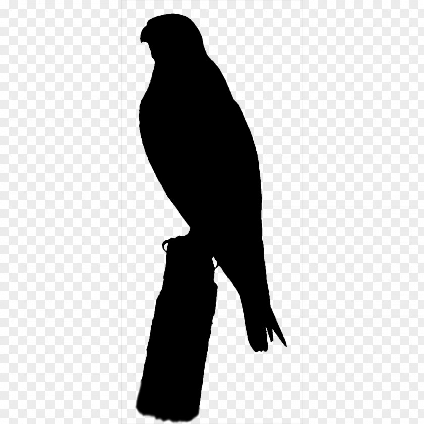 Beak Bird Of Prey Silhouette PNG