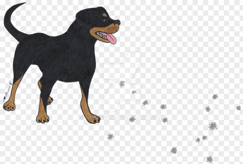 Bernese Background Manchester Terrier Rottweiler Dog Breed Razas Nativas Vulnerables PNG