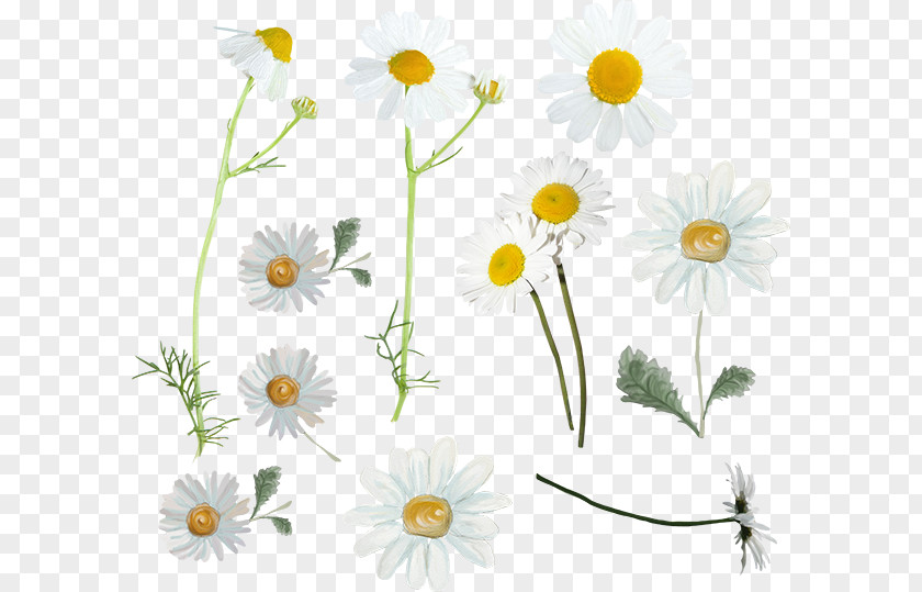 Camomile Oxeye Daisy German Chamomile Dendranthema Lavandulifolium Tripleurospermum Flower PNG